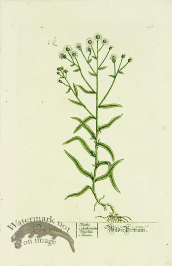 Blackwell German 251